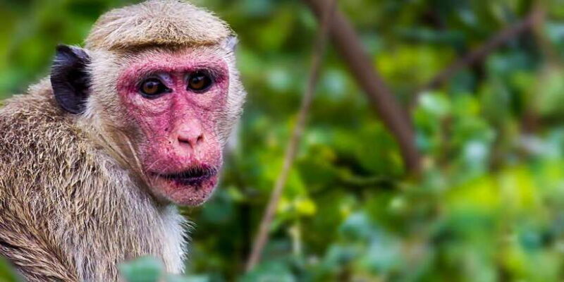 Tangalle/Hiriketiya/Mirissa/Galle: Ella Transfer & Yala Tour - Is It Worth It? Analyzing the Value