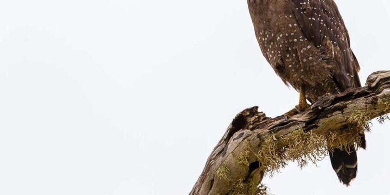 Tangalle/Hiriketiya/Mirissa/Galle: Ella Transfer & Yala Tour - Final Thoughts