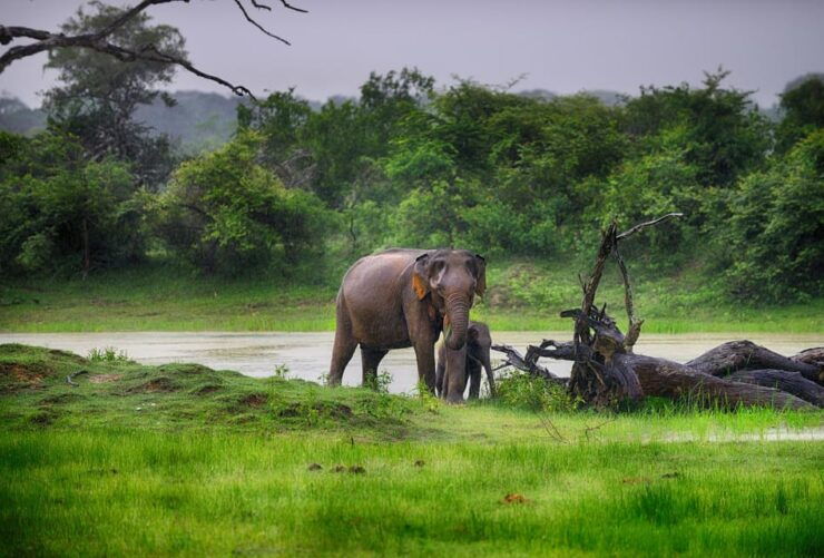 Tangalle/Hiriketiya: Udawalawa Safari & Elephant Orphanage - Good To Know