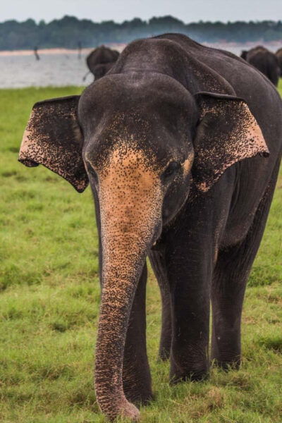 Tangalle/Hiriketiya: Udawalawa Safari & Elephant Orphanage - Booking Information