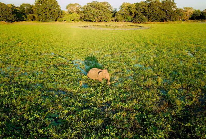 Tangalle/Hiriketiya: Yala National Park Safari in a 4x4 - One Consideration: The Park Entrance Fee and Logistics