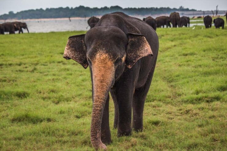 Tangalle: Safari Day Trip to Yala & Udawalawe W/ Picnic - Safari Day Trip Overview