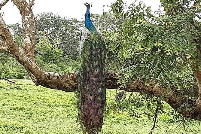 Tangalle to Katunayaka Air Port - Good To Know