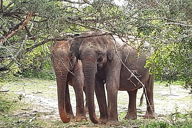 Tangalle to Katunayaka Air Port - Who Will Love This Service?