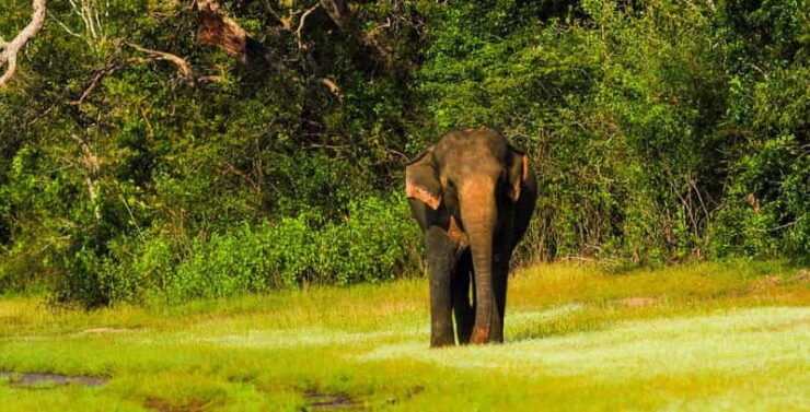 Tangalle: Udawalawe National Park Safari With Hotel Pickup - Good To Know