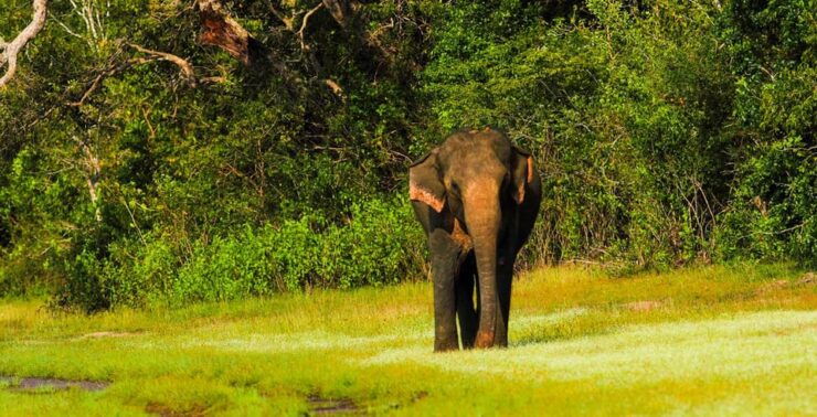 Tangalle: Udawalawe National Park Safari With Hotel Pickup - Pricing Details