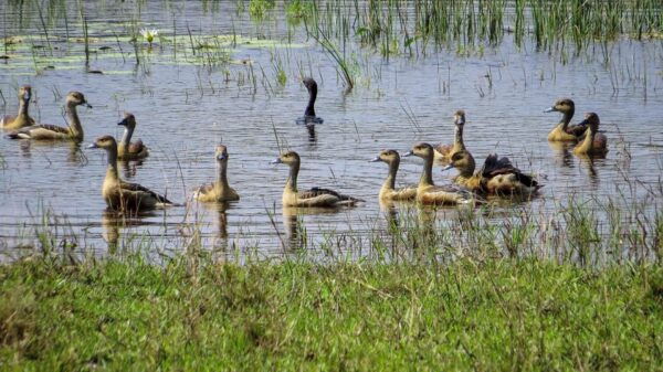 Tangalle: Udawalawe National Park Safari With Hotel Pickup - Tips for a Great Experience