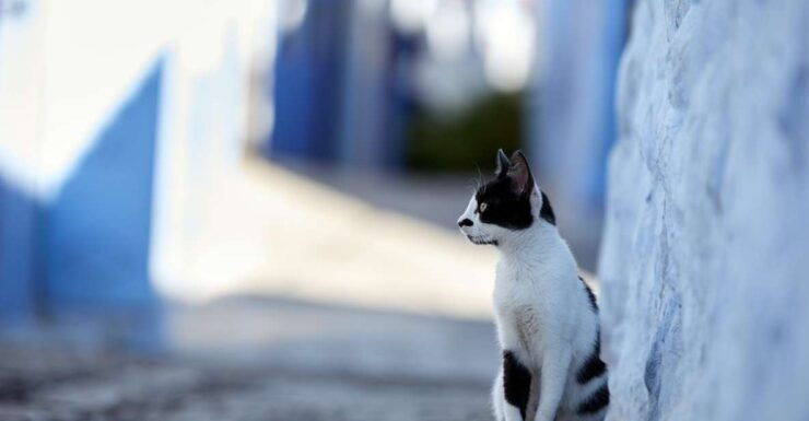TANGER: Excursion to Tetouand and Chefchaouen - Activity Details