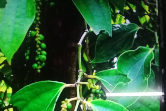 Tanggo -La Plantation and Kep Tours - Directions
