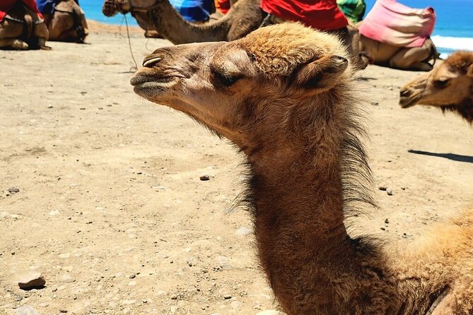 Tangier and Chefchaouen Private Tour From Malaga or Tarifa Port - Accommodation and Guides