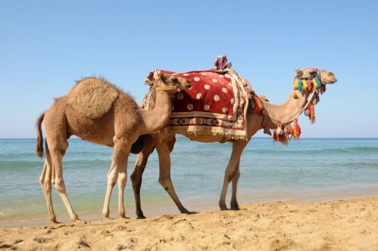 Tangier Day Trip From Casablanca - Activity Details