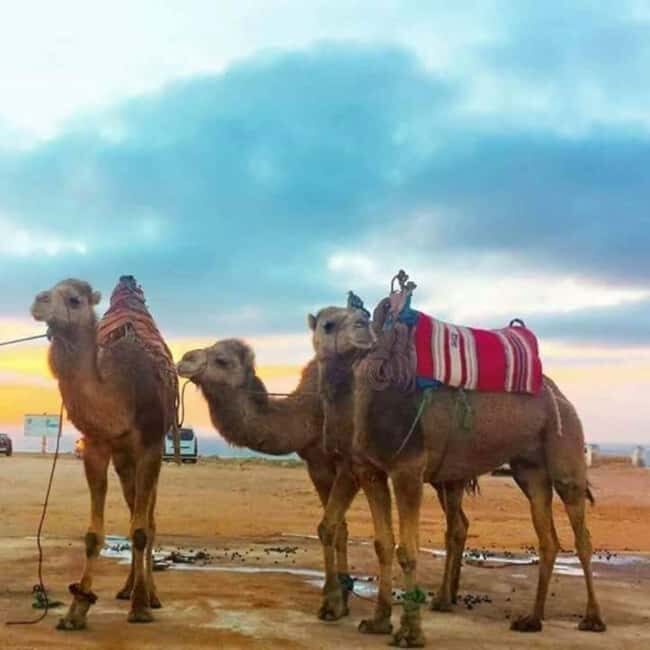 Tangier: Day Trip from Tarifa To Tanger { camel ride - FAQs