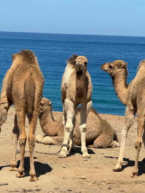 Tangier Tour From Estepona Spain - Frequently Asked Questions