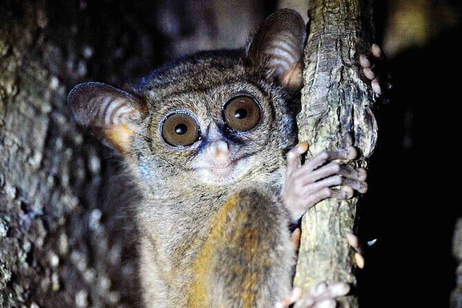 Tangkoko Bitung Manado Nature Tourism Park includes lunch. - Good To Know