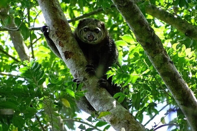 Tangkoko Bitung Manado Nature Tourism Park includes lunch. - The Itinerary in Detail