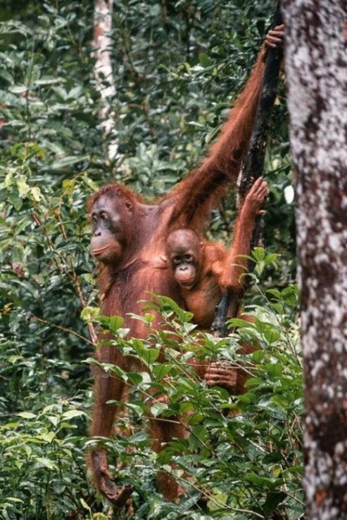 Tanjung Puting National Park Klotok - Key Points