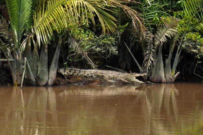 Tanjung Puting National Park Klotok - Booking Guidelines