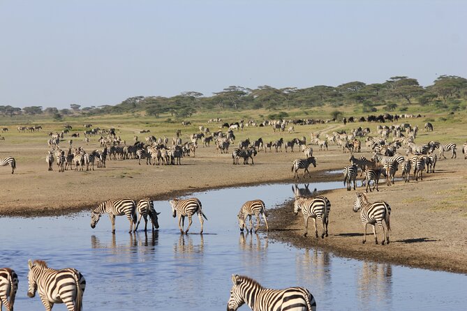 Tanzania 8 Day Private Safari Experience - Wildlife Encounters