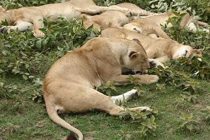 Tanzania Affordable Customize Safari - 3 Days Ngorongoro|Tarangire|Lake Manyara - Frequently Asked Questions