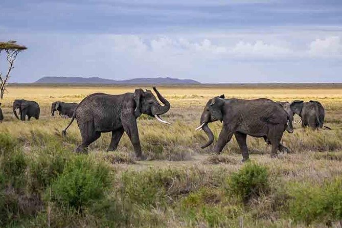 Tanzania Classic Safari - 7 Days - Tips for a Successful Safari Experience