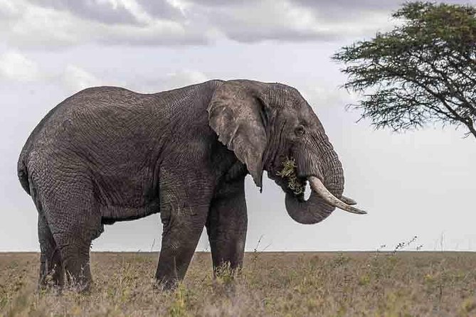 Tanzania Classic Safari - 7 Days - The Sum Up