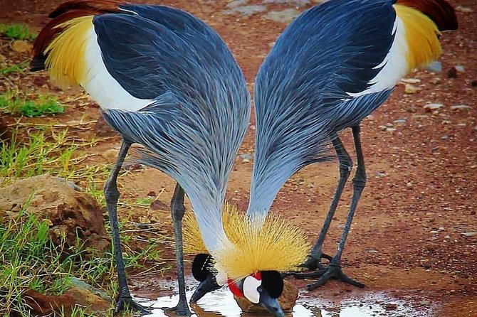 Tanzania Day Tour to Ngorongoro Crater- Lowest Price - Booking Confirmation