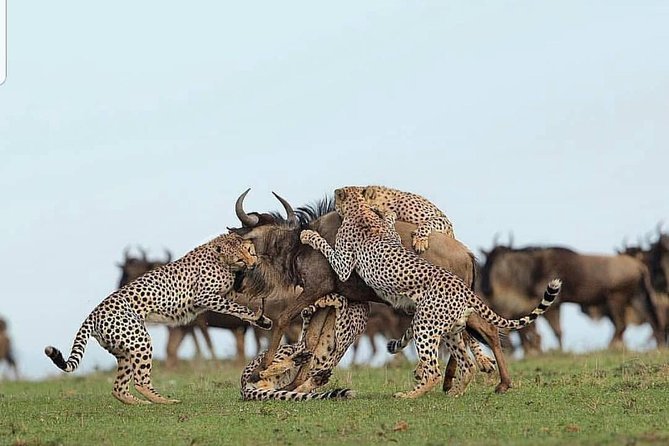 Tanzania Day Tour to Ngorongoro Crater- Lowest Price - Cancellation Policy