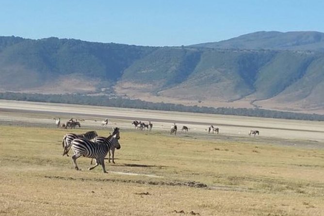 Tanzania Day Tour to Ngorongoro Crater- Lowest Price - Customer Reviews