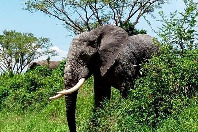 Tanzania Day Tour to Ngorongoro Crater- Lowest Price - Additional Information