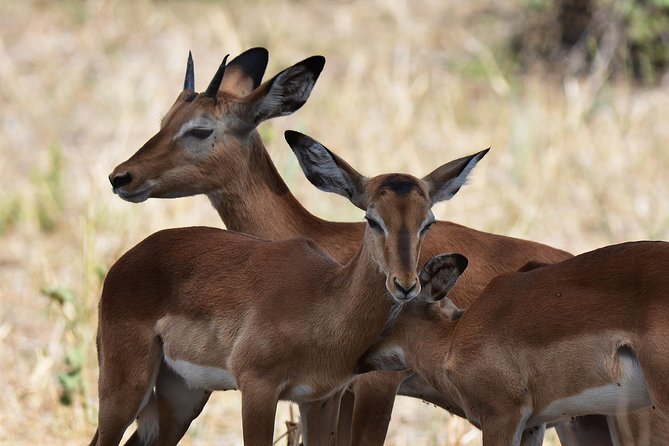 Tanzania Experience Safari and Tours - Cancellation Policy