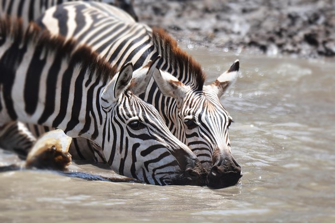 Tanzania Experience Safari and Tours - Booking Information