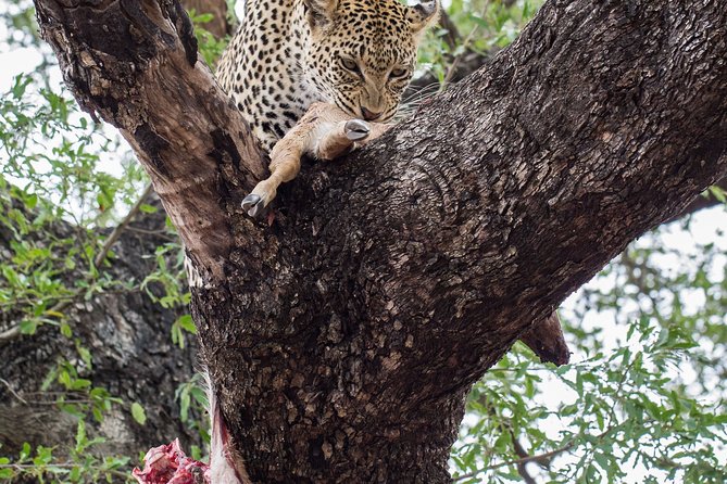 Tanzania Northern Circuit Lodge Safari - 6 Days Itinerary. - Frequently Asked Questions