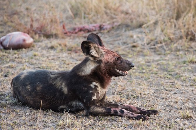 Tanzania Safari Guided Wildlife Watching Experience in Tarangire National Park - Tour Details