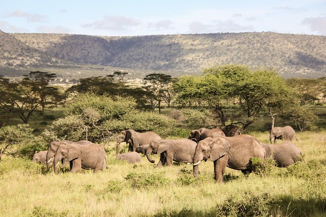 Tanzania Safari Guided Wildlife Watching Experience in Tarangire National Park - Booking Information