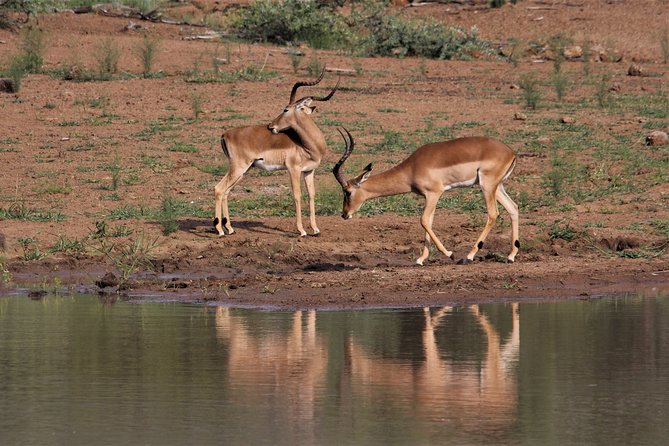 Tanzania Safari Guided Wildlife Watching Experience in Tarangire National Park - Transportation