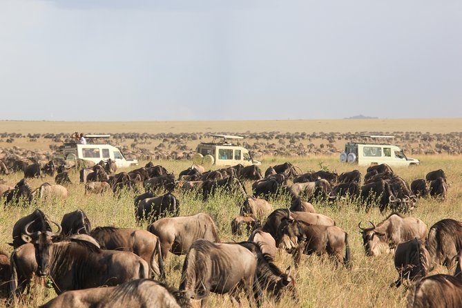 Tanzania Safari Guided Wildlife Watching Experience in Tarangire National Park - Pickup Information