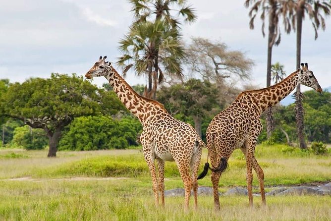 Tanzania Safari Join Group - Meeting and Pickup Options