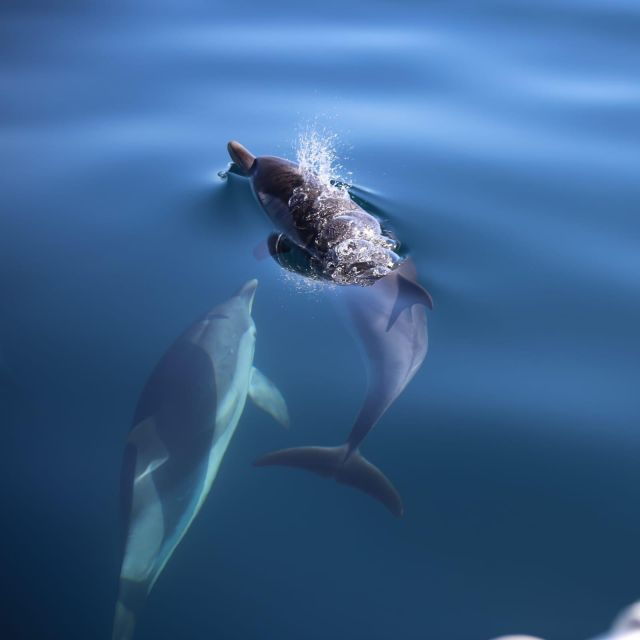Taormina Coast Tour and Searching Dolphins - Itinerary