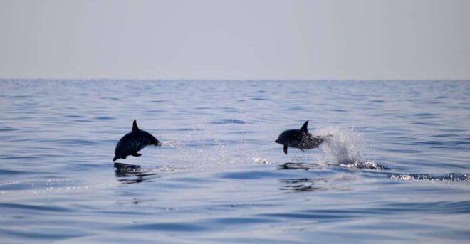 Taormina Coast Tour and Searching Dolphins - Experience