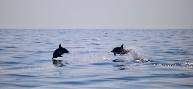 Taormina Coast Tour and Searching Dolphins - Important Information