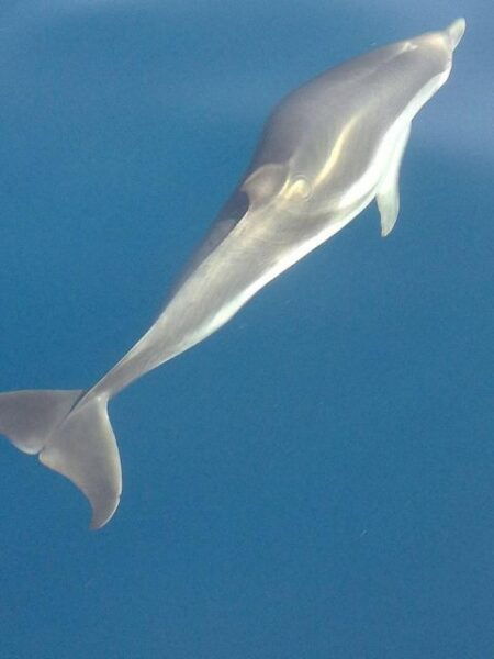 Taormina Coast Tour and Searching Dolphins - Frequently Asked Questions