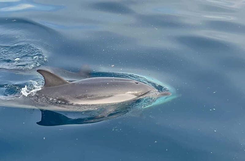 Taormina: Dolphin Tour and Sunset Aperitif Boat Tour - Good To Know