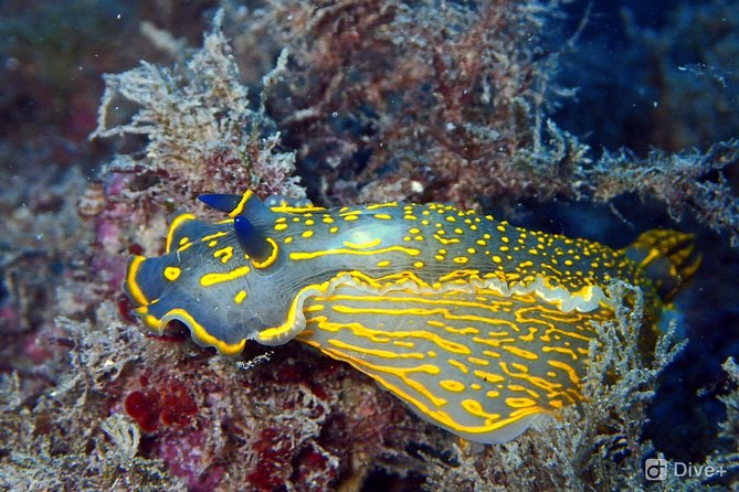 Taormina Scuba Diving Experience - Additional Information
