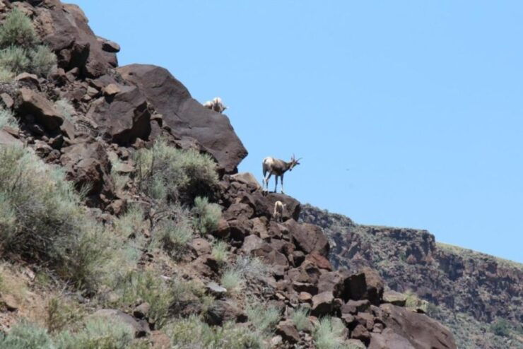 Taos/Santa Fe: Rio Grande Class IV "Taos Box" Rafting - Experience
