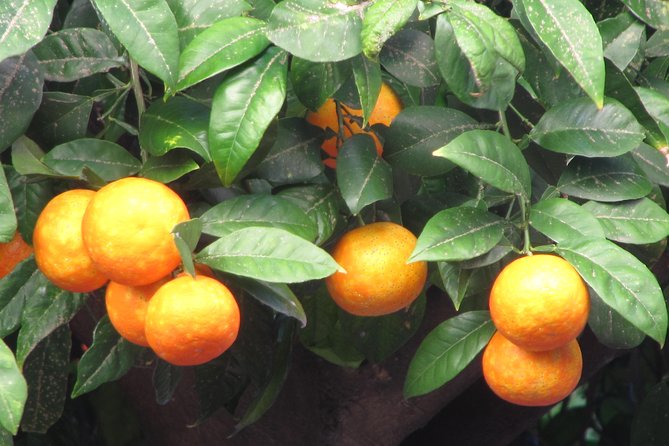 Tapas Tour Seville - Food Restrictions and Preferences