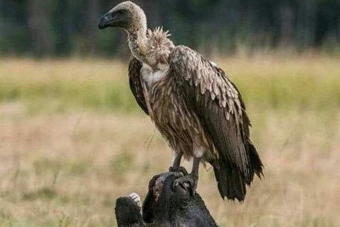 Tarangire and Ngorongoro 2 Days Budget Camping Safari - Pickup and Drop-off