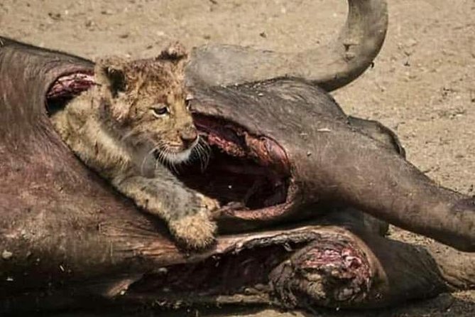 Tarangire and Ngorongoro 2 Days Budget Camping Safari - Operator Information