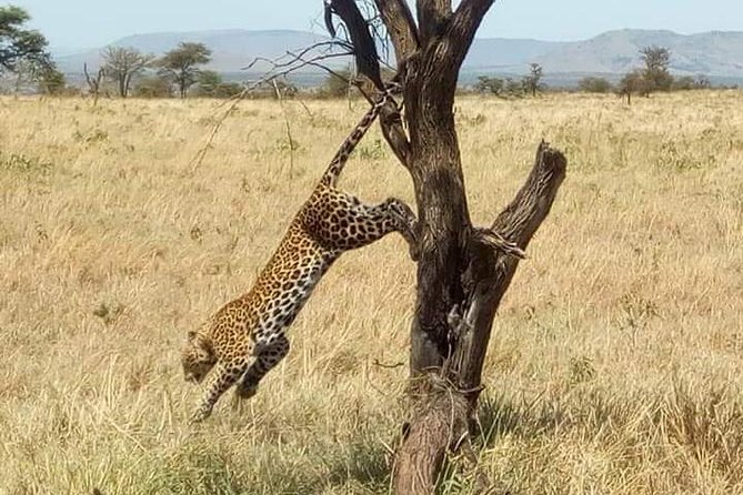 Tarangire and Ngorongoro 2 Days Budget Camping Safari - Frequently Asked Questions