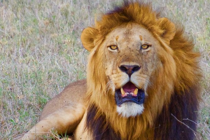 Tarangire Day Trip From Arusha - Frequently Asked Questions