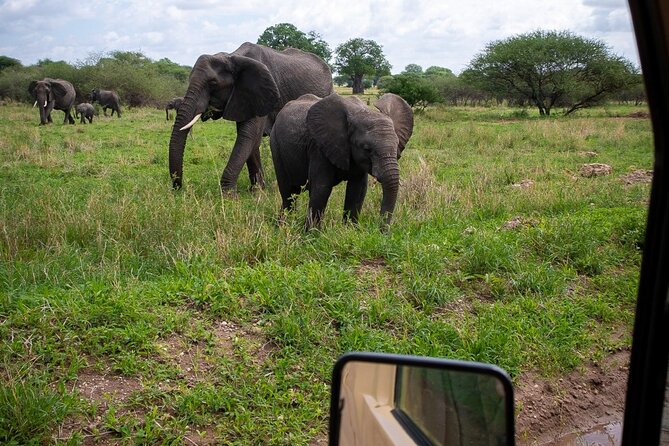 Tarangire Joint Tour(Free Accommodation Before Safari) - Pricing and Guarantee